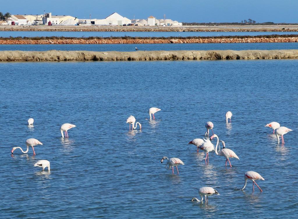 Masquestar Mar Menor Lägenhet Torre-Pacheco Exteriör bild